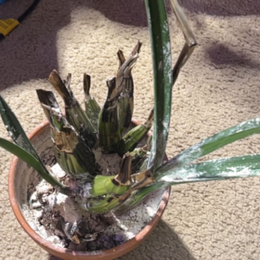 Photo of the plant species Desert Orchid by @AcePassiflora named Bigleef Smalls on Greg, the plant care app