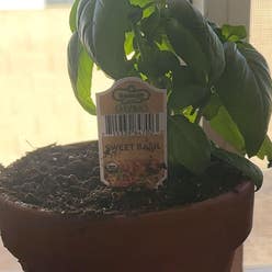 Sweet Basil plant