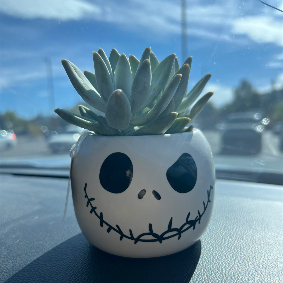 Bright Green Dudleya succulent in a decorative pot on a car dashboard.