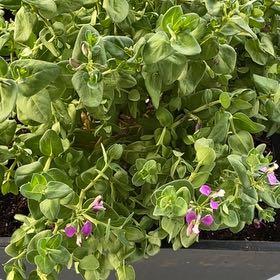 Photo of the plant species Sweet Pea Bush by @PureBlackwood named Lebron on Greg, the plant care app