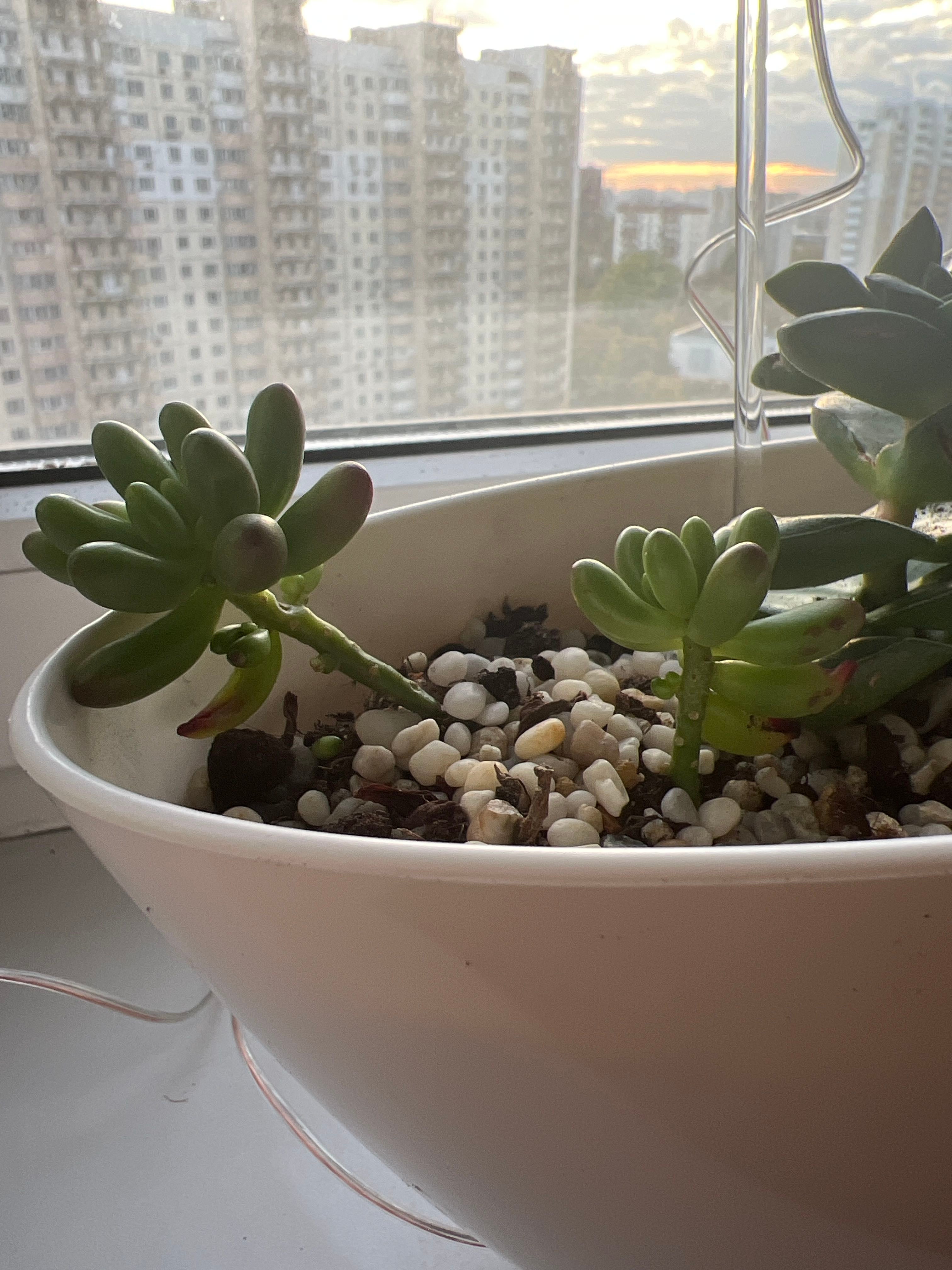 How to Care for Jelly Bean Plant Mastering Water, Sunlight & More
