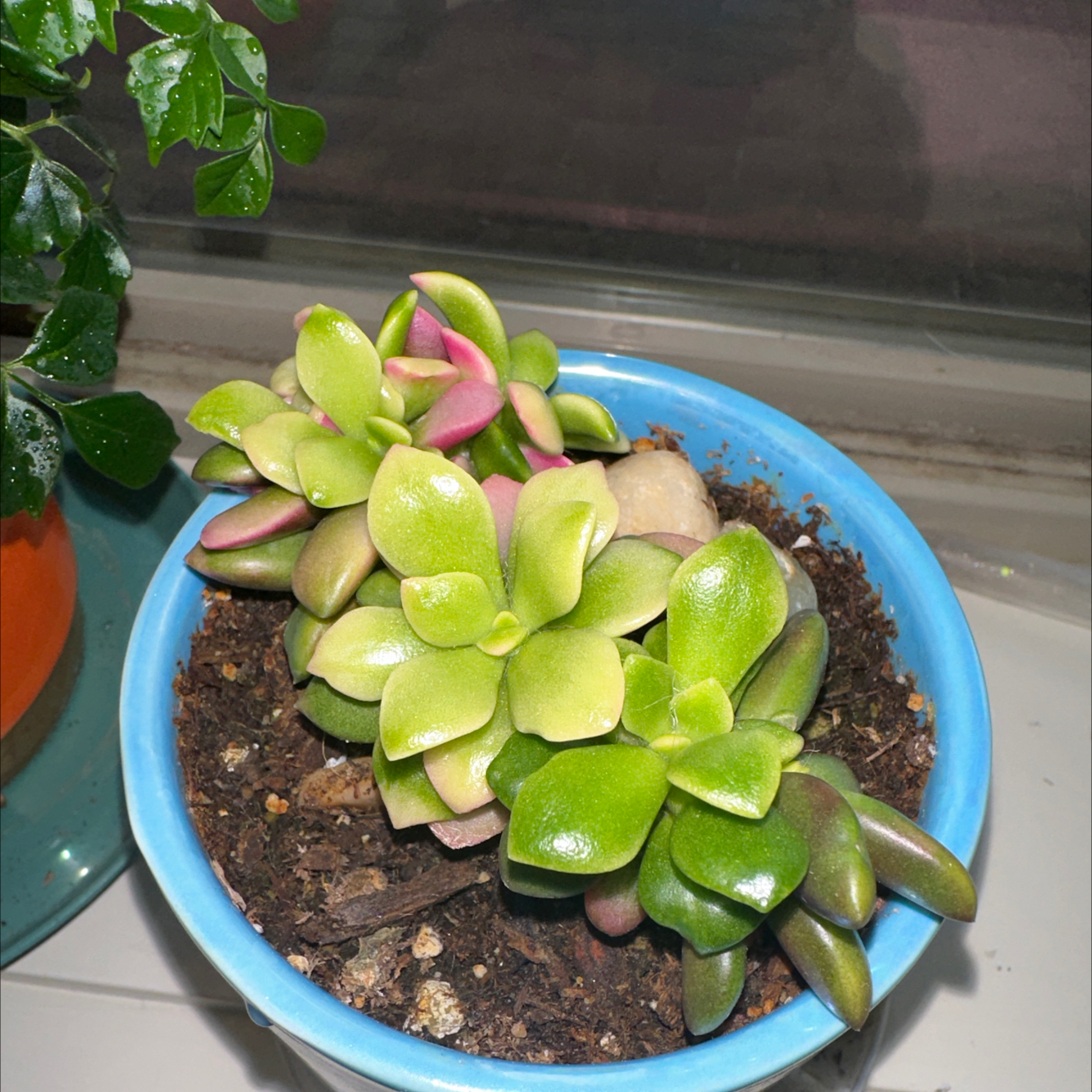 Potted Anacampseros telephiastrum 'Variegata' succulent with variegated leaves in a blue pot.