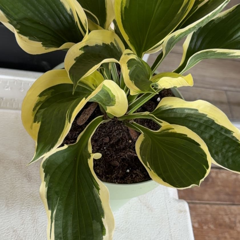 Photo of the plant species Hosta 'Patriot' by @FastSpeedwell named Elliot✨ on Greg, the plant care app
