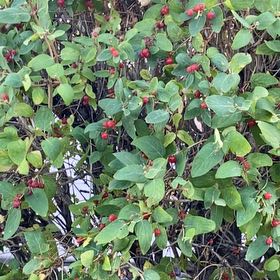Photo of the plant species Tatarian Honeysuckle by @ProudlyMango named Planty on Greg, the plant care app