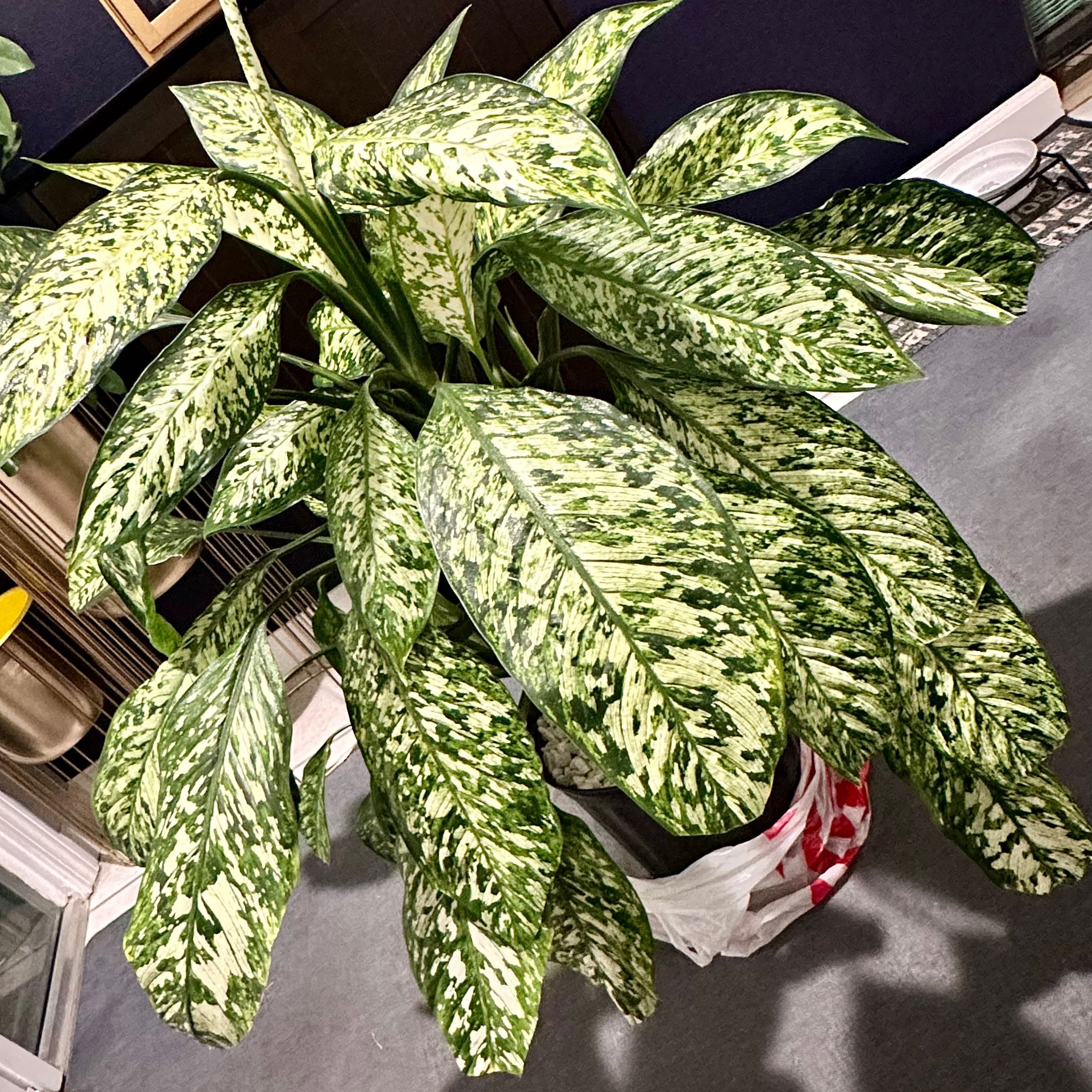Healthy Dumb Cane plant with variegated leaves, well-framed and centered.