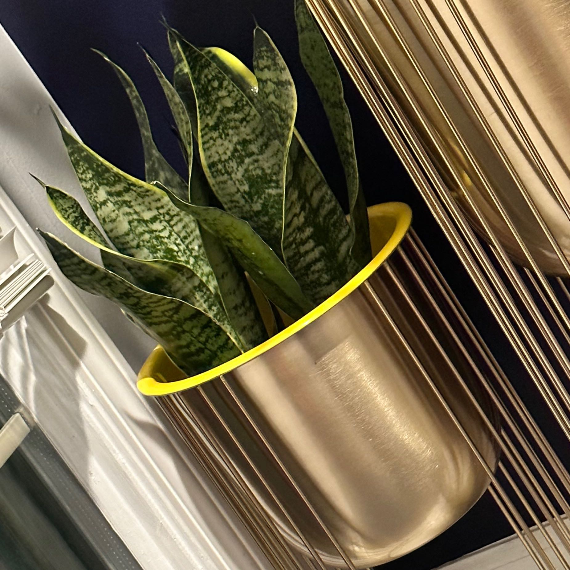 Photo of the plant species Golden Edge Snake Plant by @CuddlyRyebrome named Demi on Greg, the plant care app