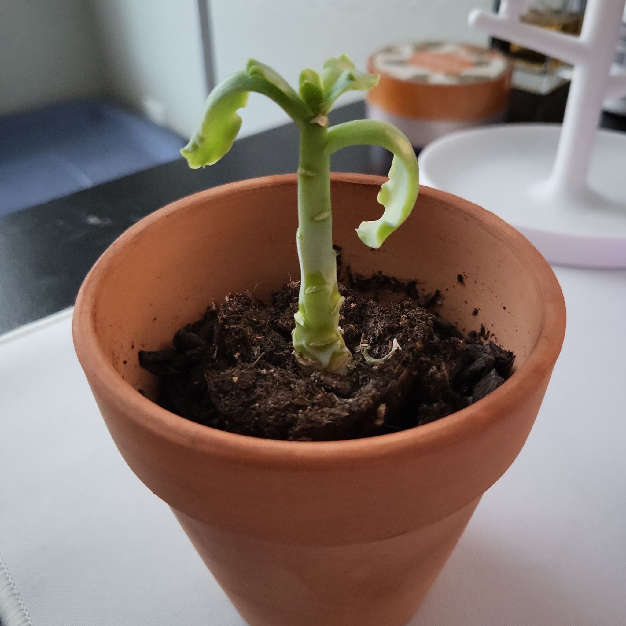 Photo of the plant species Echeveria 'Takasago No Okina' by @MusicalPitayita named Xena on Greg, the plant care app