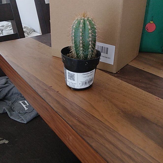 Photo of the plant species Pilosocereus arrabidae by @NurseKanna named Pringles on Greg, the plant care app