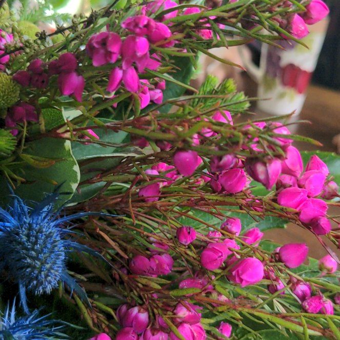 Photo of the plant species Scotch Heath by @SlickIroncross named Kendall on Greg, the plant care app