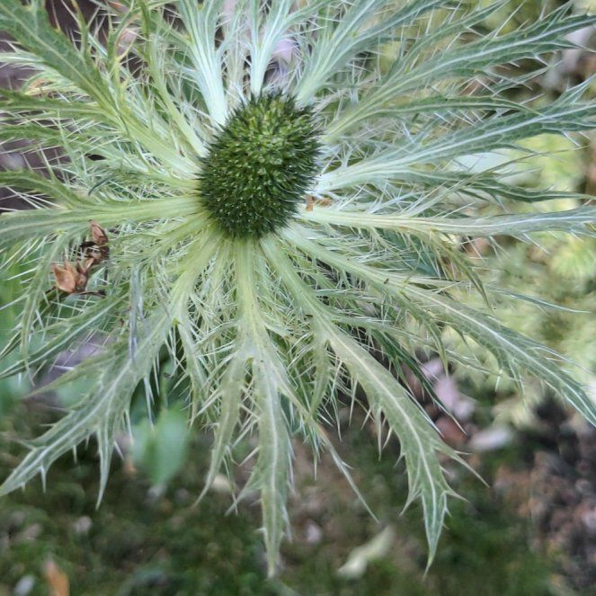 Photo of the plant species Eryngo by @SlickIroncross named Athena on Greg, the plant care app