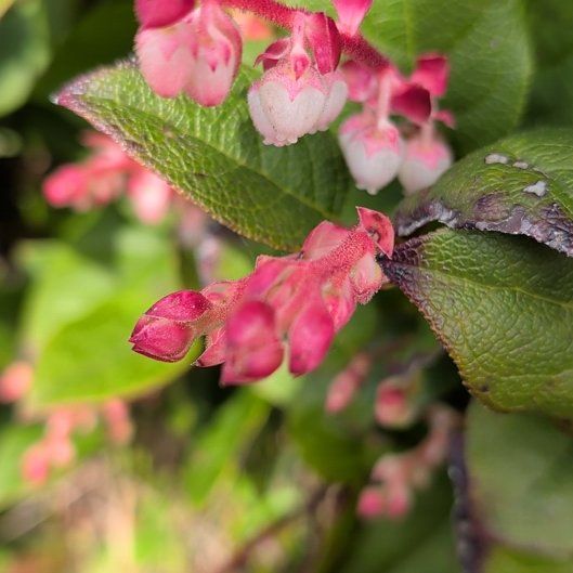 Photo of the plant species Salal by @SlickIroncross named Achilles on Greg, the plant care app