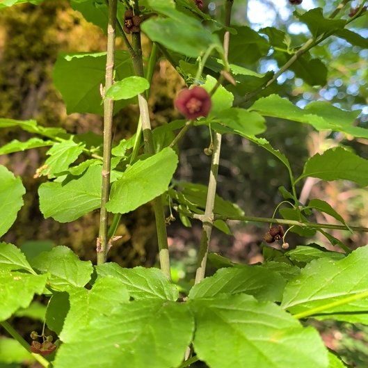 Photo of the plant species Alpine Honeysuckle by @SlickIroncross named Sonora on Greg, the plant care app
