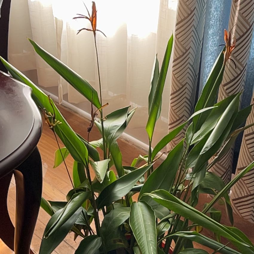 Plant care for Apparicio's Heliconia on Greg, the plant care app