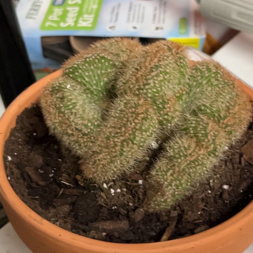 Photo of the plant species Caterpillar Cactus by @SoigneCaladium named Forrest on Greg, the plant care app