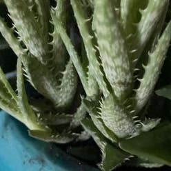 Tiger Tooth Aloe plant