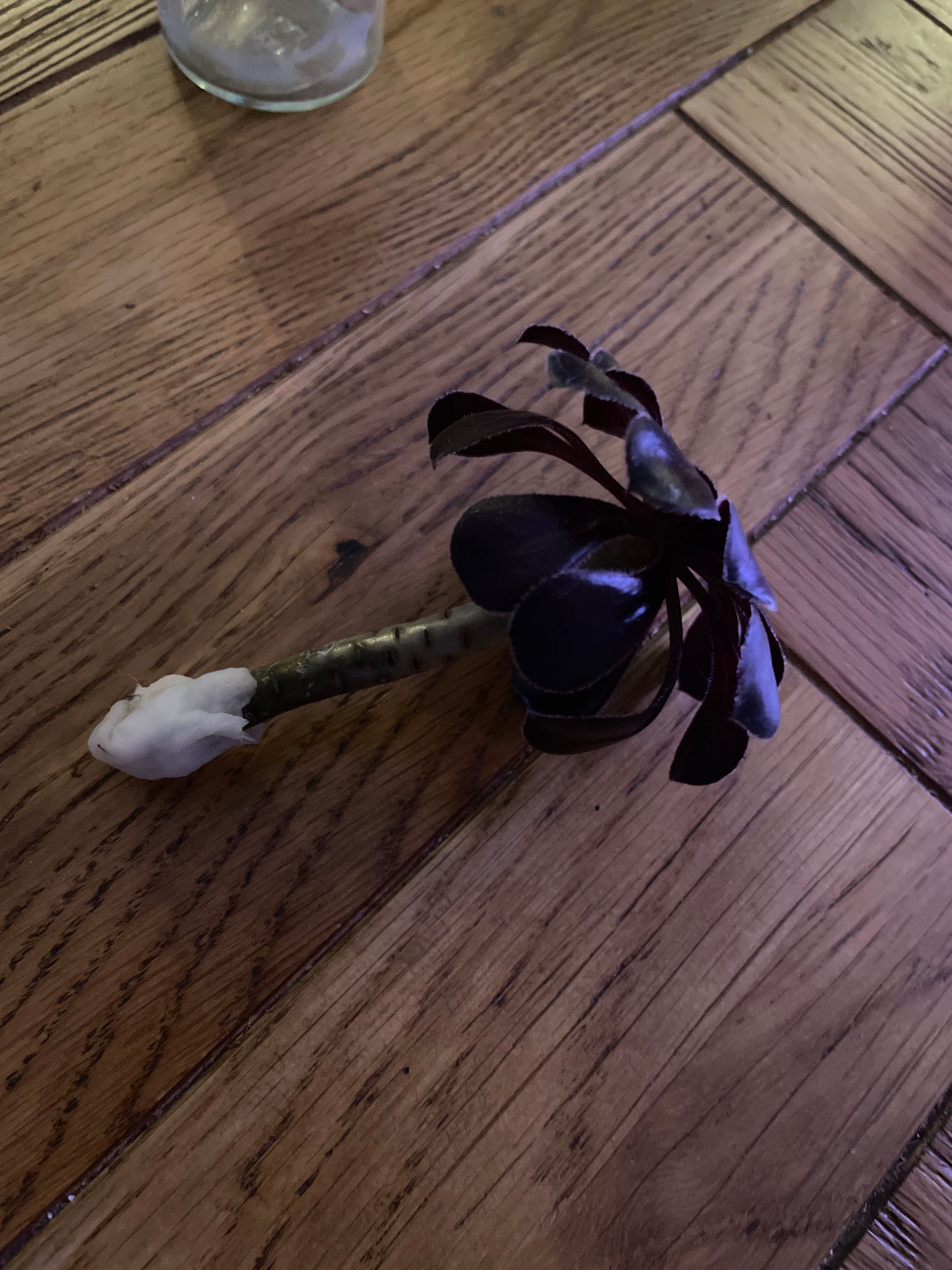 Aconia A plant by PoeticSilktree on Greg