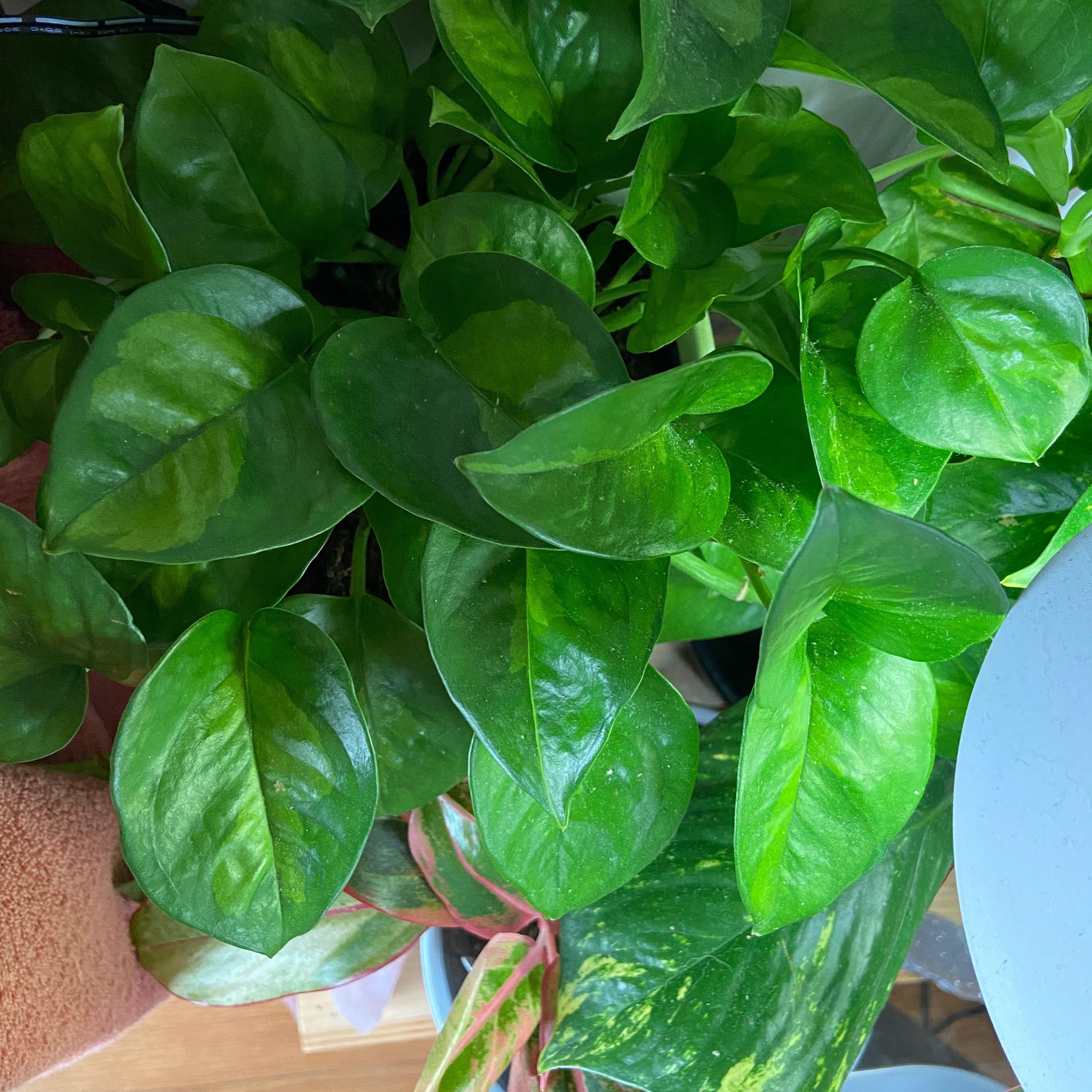 Healthy Global Green Pothos plant with vibrant green leaves.