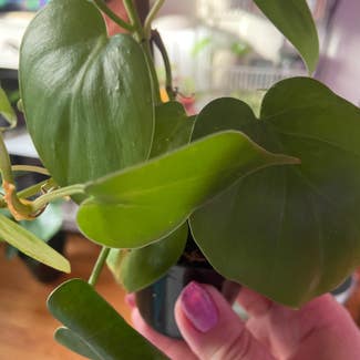 Heartleaf Philodendron plant in Chicago, Illinois