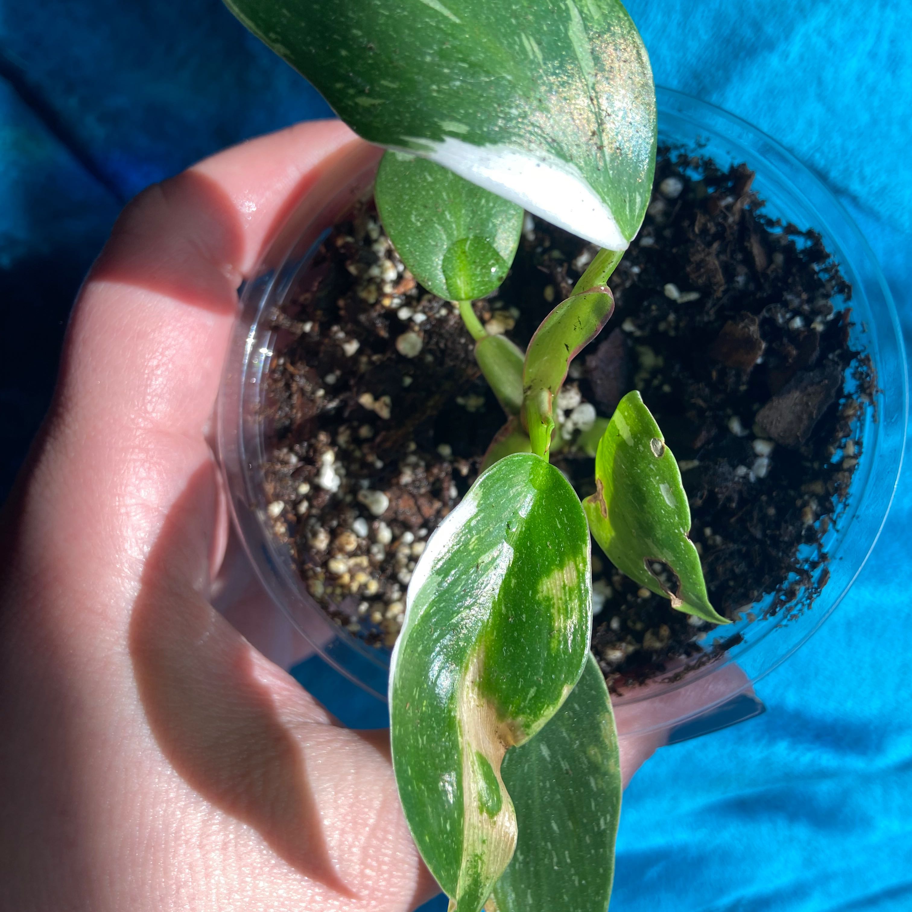 Philodendron 'White Princess' plant in a clear container with visible soil and variegated leaves.