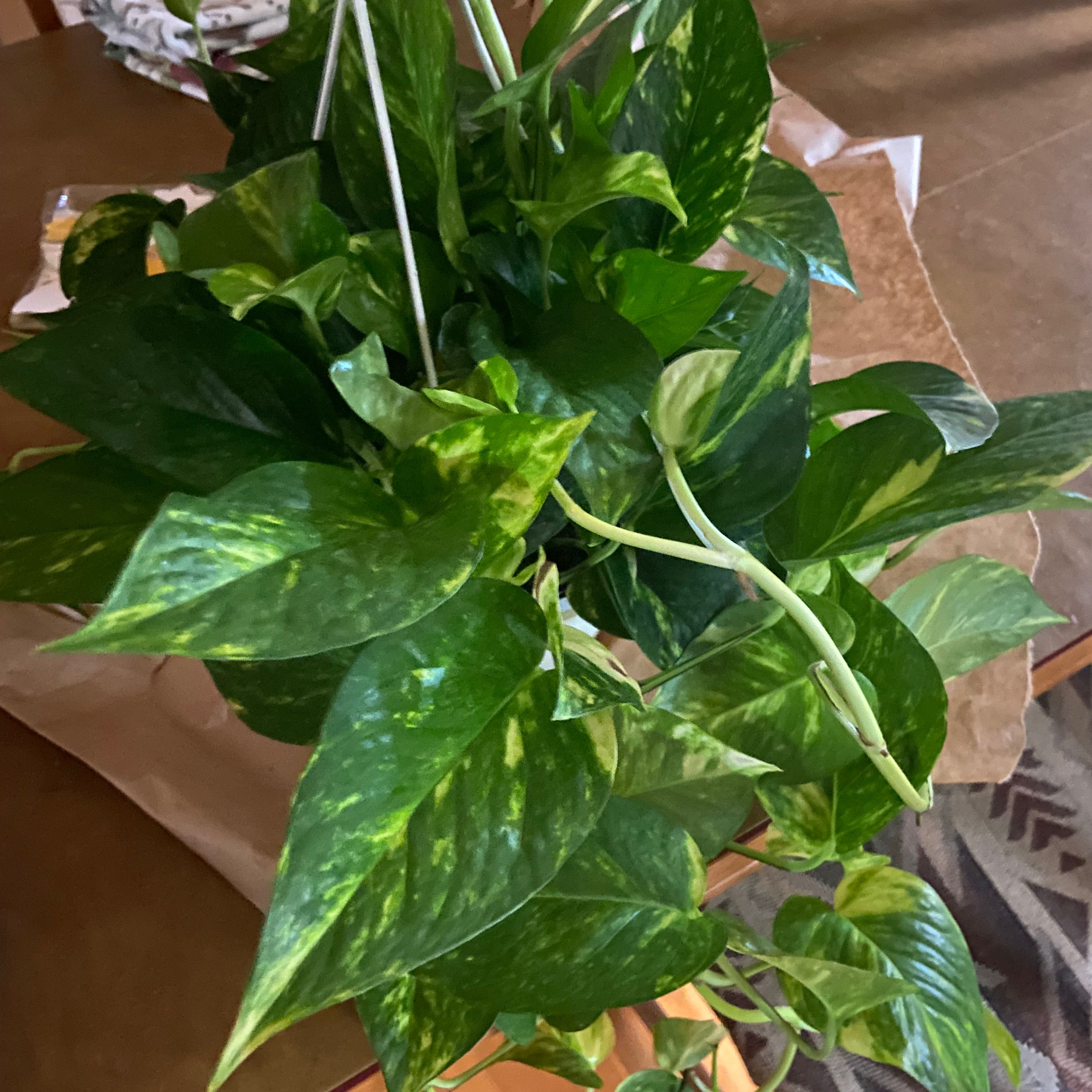 Healthy Hawaiian Pothos plant with vibrant green leaves and yellow variegation.