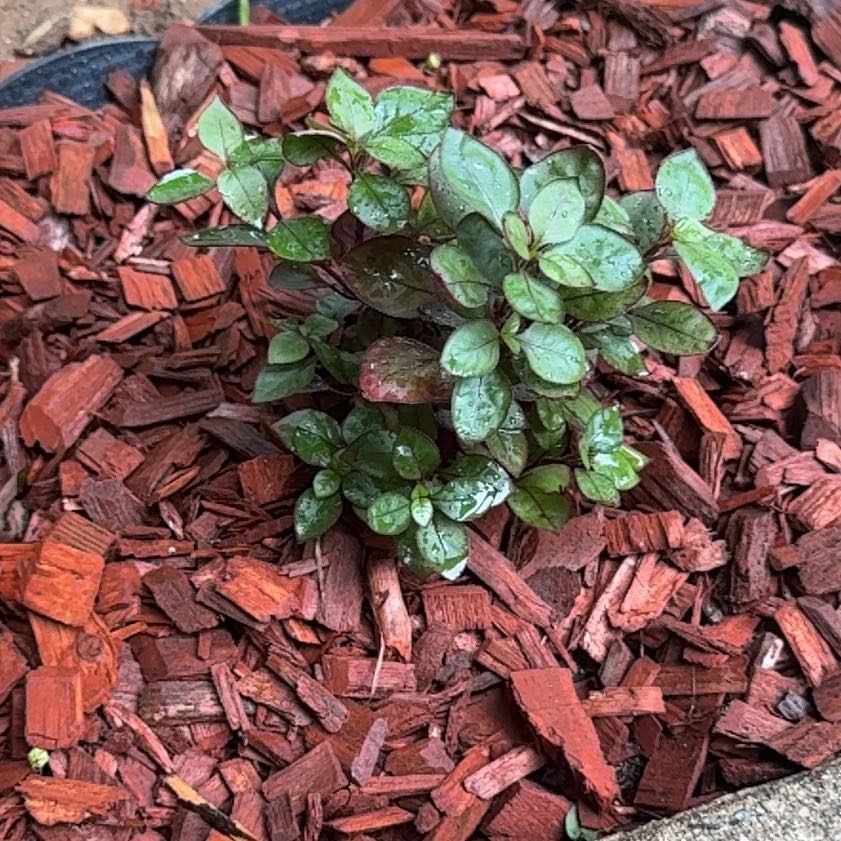 Photo of the plant species Brazilian Joyweed by @TorieSJohnson named Marilyn on Greg, the plant care app