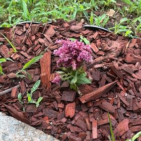 Photo of the plant species Valeriana rubra by @TorieSJohnson named Rihanna on Greg, the plant care app