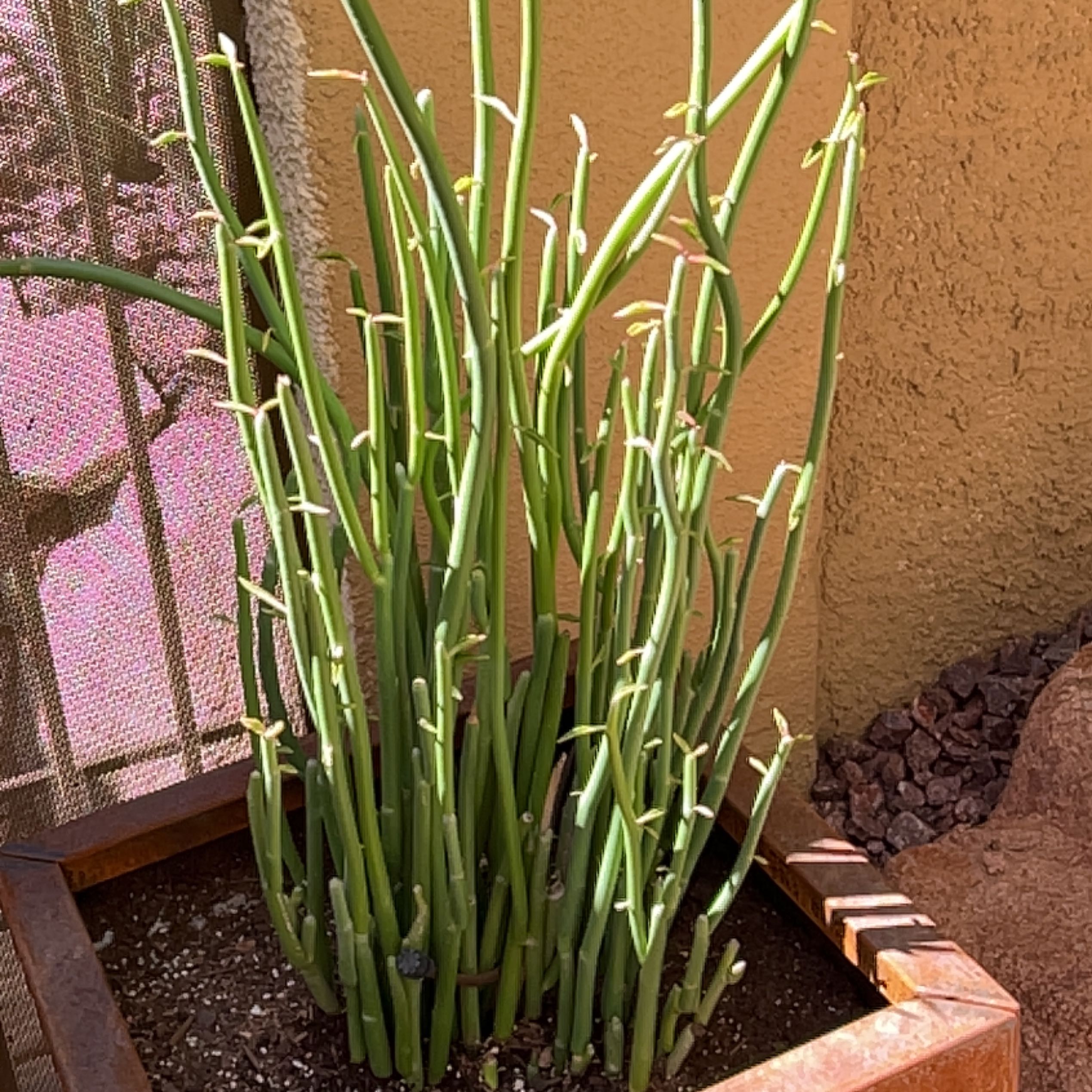 Slipper Plant in a pot with visible soil, healthy green stems, and no visible signs of disease.