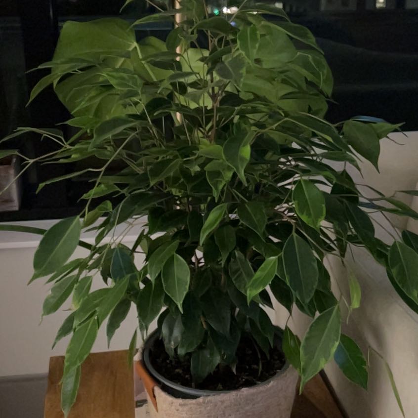 Photo of the plant species Anastasia Weeping Fig by @DeanGlueseed named Osmo on Greg, the plant care app