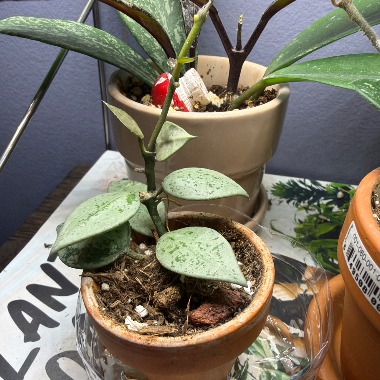 Photo of the plant species Hoya khroniana Silver Splash by Kayla named Homer on Greg, the plant care app