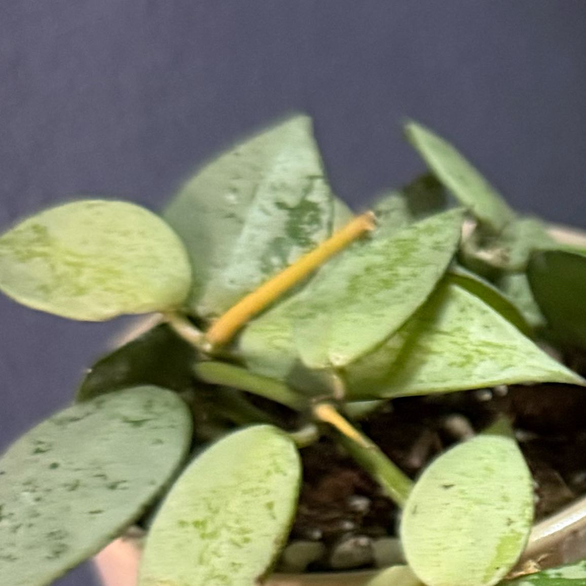 Photo of the plant species Hoya khroniana Silver Splash by Kayla named Treeyoncé on Greg, the plant care app