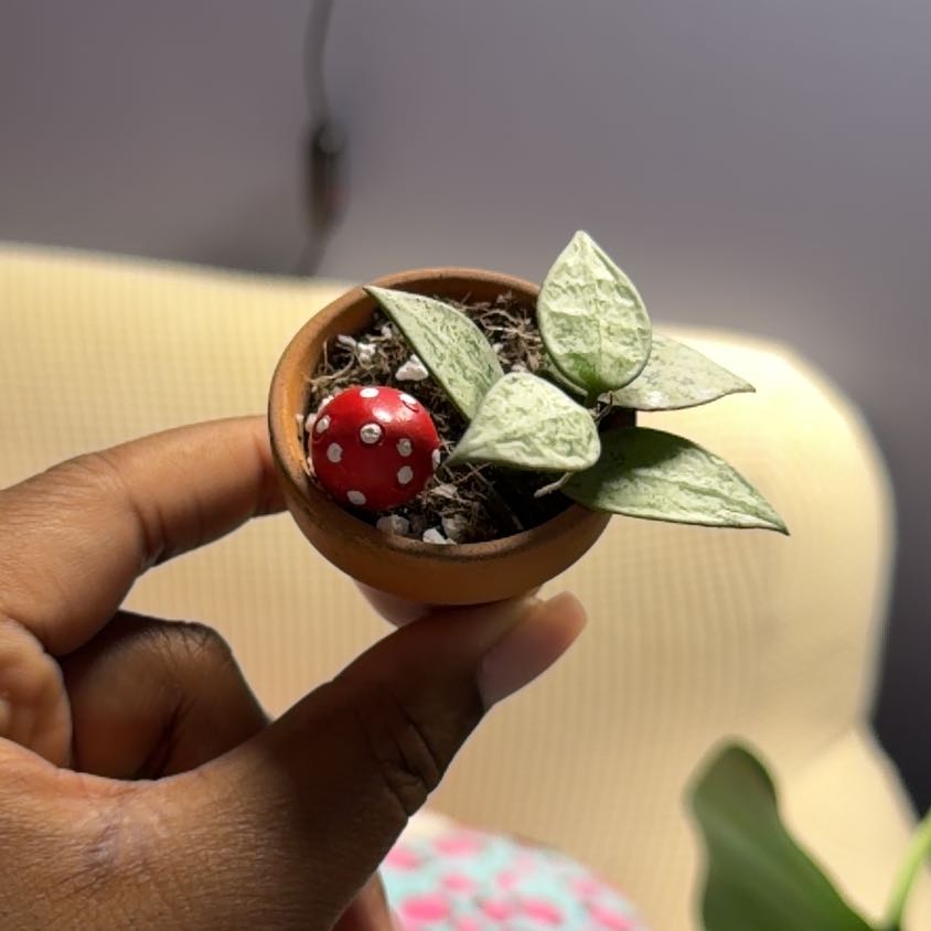 Photo of the plant species Hoya khroniana Silver Splash by Kayla named Homer on Greg, the plant care app