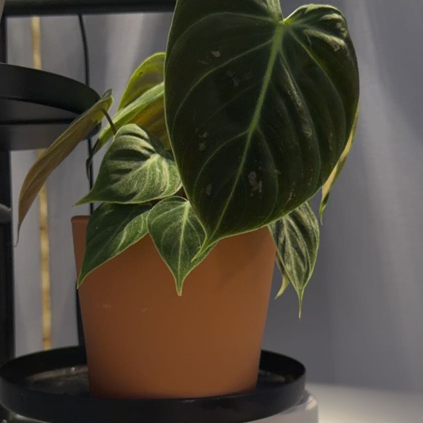Photo of the plant species Philodendron 'Choco Red' by Kayla named Achilles on Greg, the plant care app