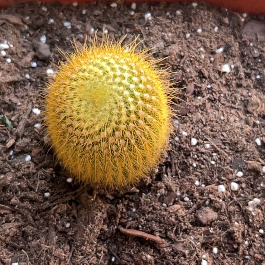 Coryphantha erecta cactus with yellow spines planted in soil.