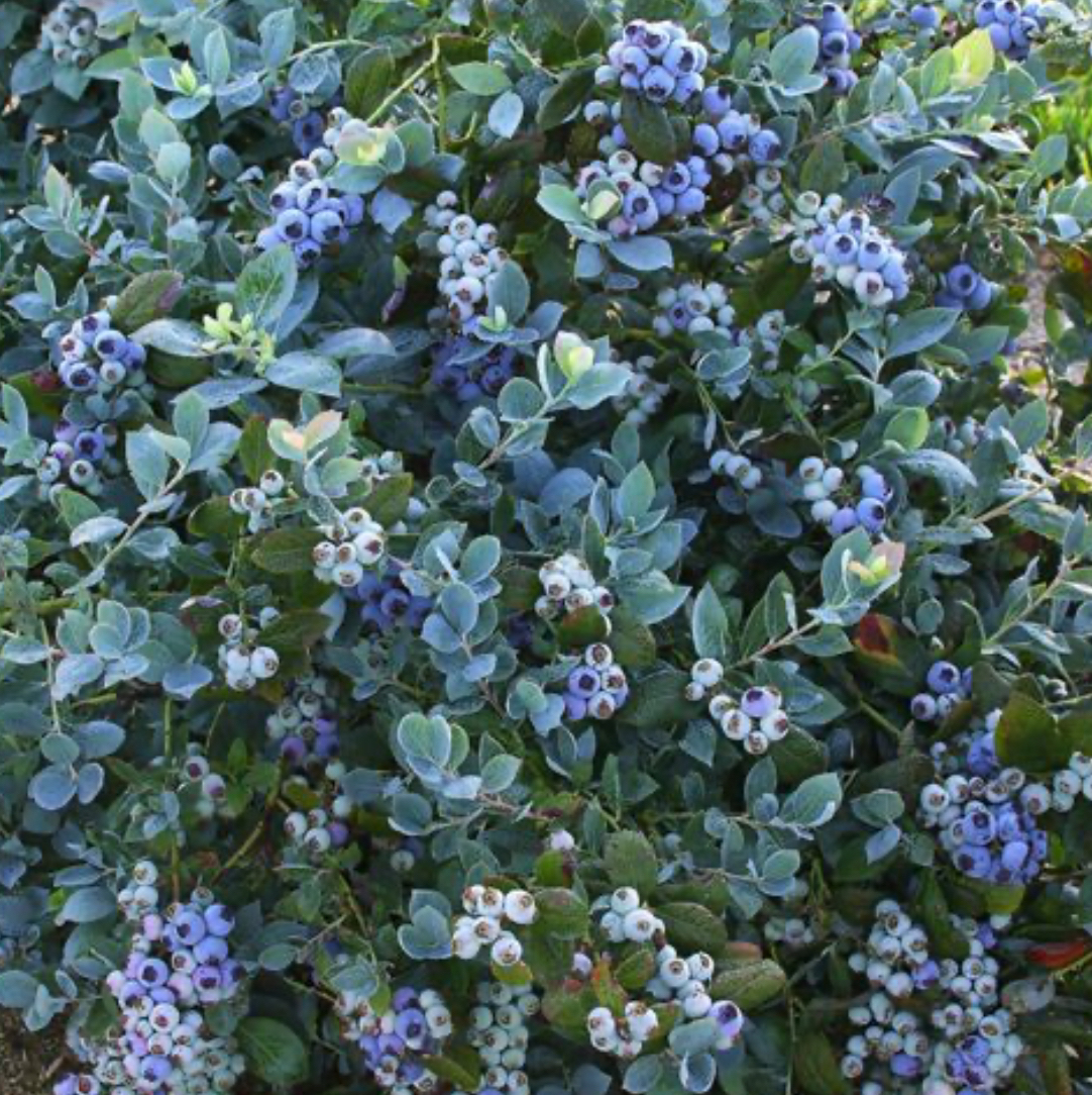 Photo of the plant species Pink Icing Blueberry by @MyPlantsBeVibin named Vibin’ on Greg, the plant care app