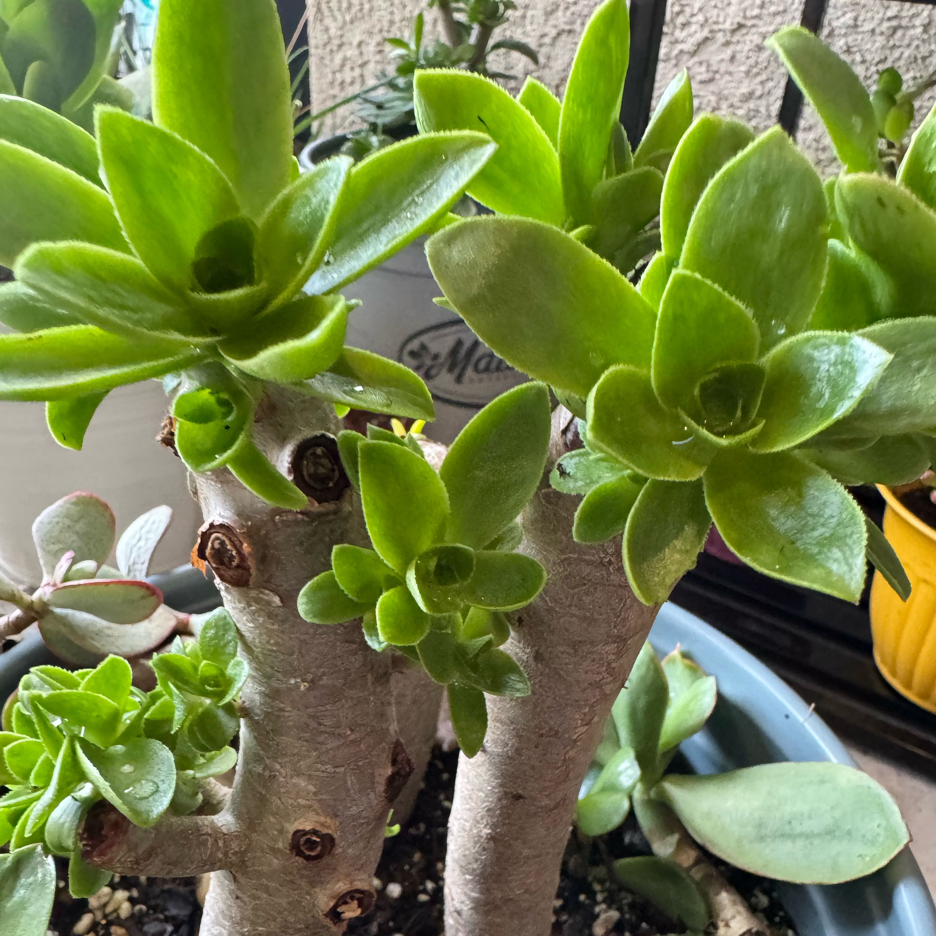 Photo of the plant species Aeonium castello-paivae variegata 'Suncup' by @MyPlantsBeVibin named Zion on Greg, the plant care app