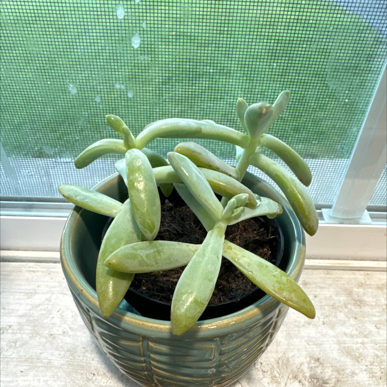 Graptoveria 'Blue Pearl' succulent in a pot near a window, healthy green leaves.