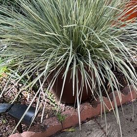 Photo of the plant species Spiny-Head Mat-Rush by @YeveTormentil named Naomi on Greg, the plant care app