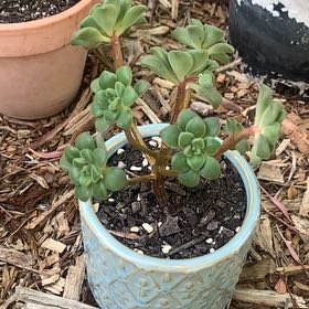 Photo of the plant species Aeonium lindleyi by @SnazzyKalopanax named Athena on Greg, the plant care app