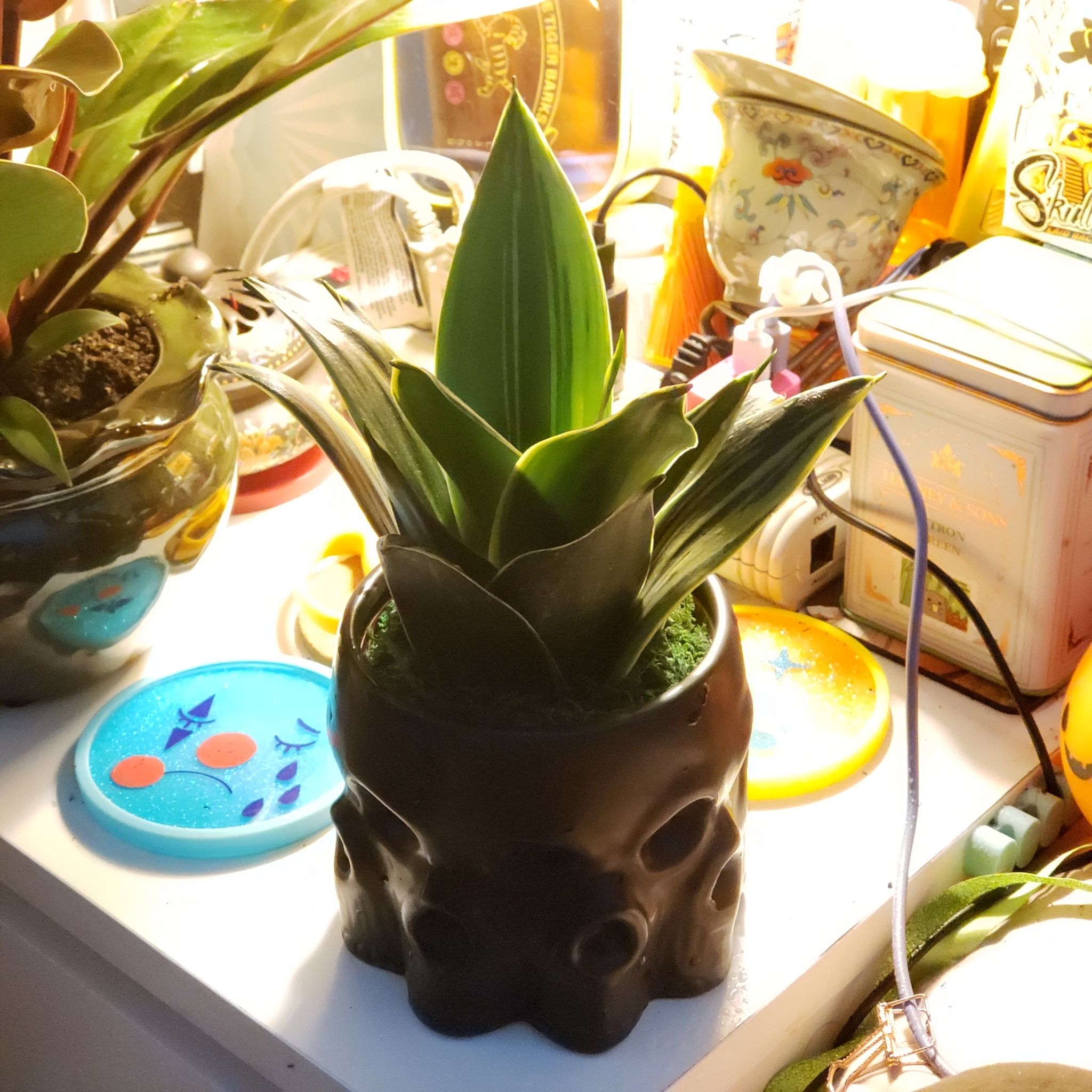 Black Star Snake Plant in a decorative pot, surrounded by various objects.