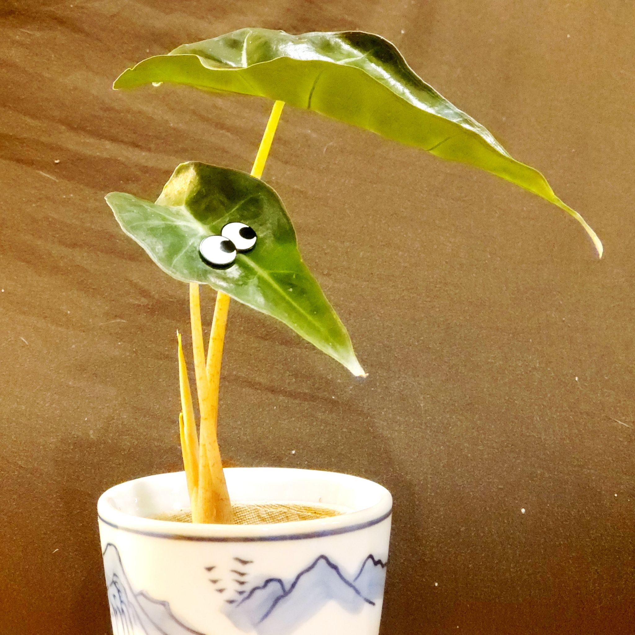 Alocasia Polly Plant uploaded to the Greg plant app by @CeeSing