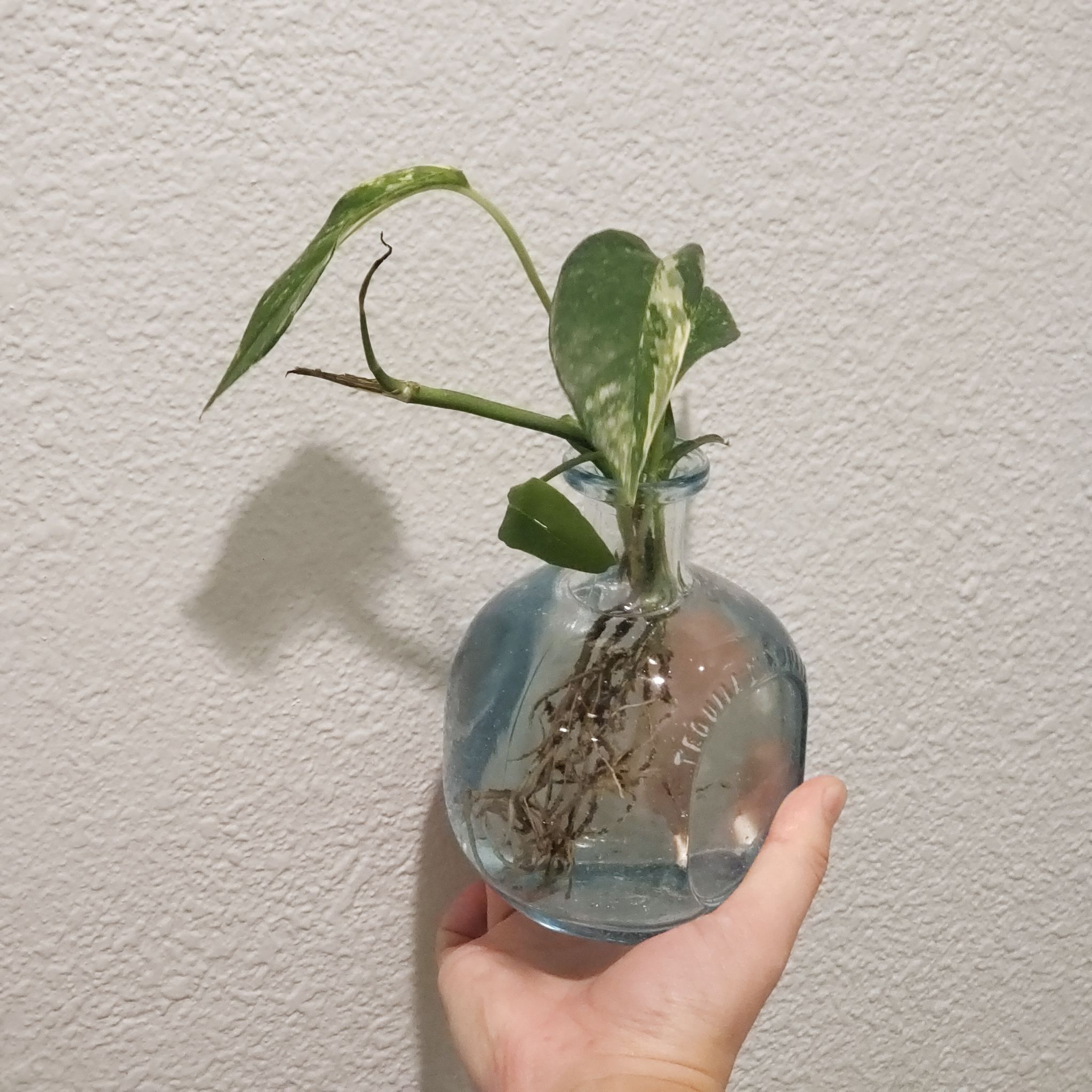 Variegated Epipremnum pinnatum cutting in a glass container with water, held by a hand.