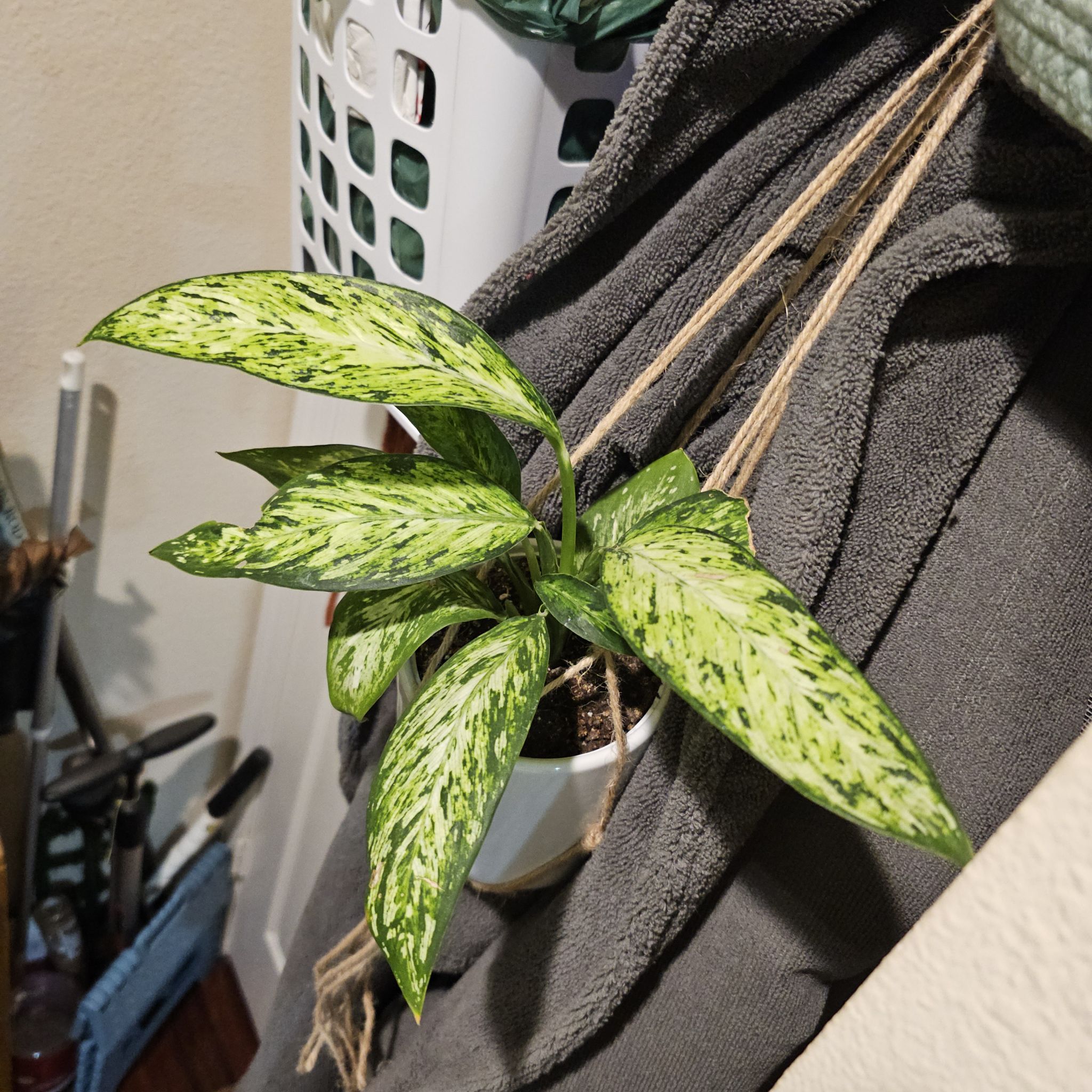 Photo of the plant species Dieffenbachia 'Starbright' by @CeeSing named 24. Freebie on Greg, the plant care app