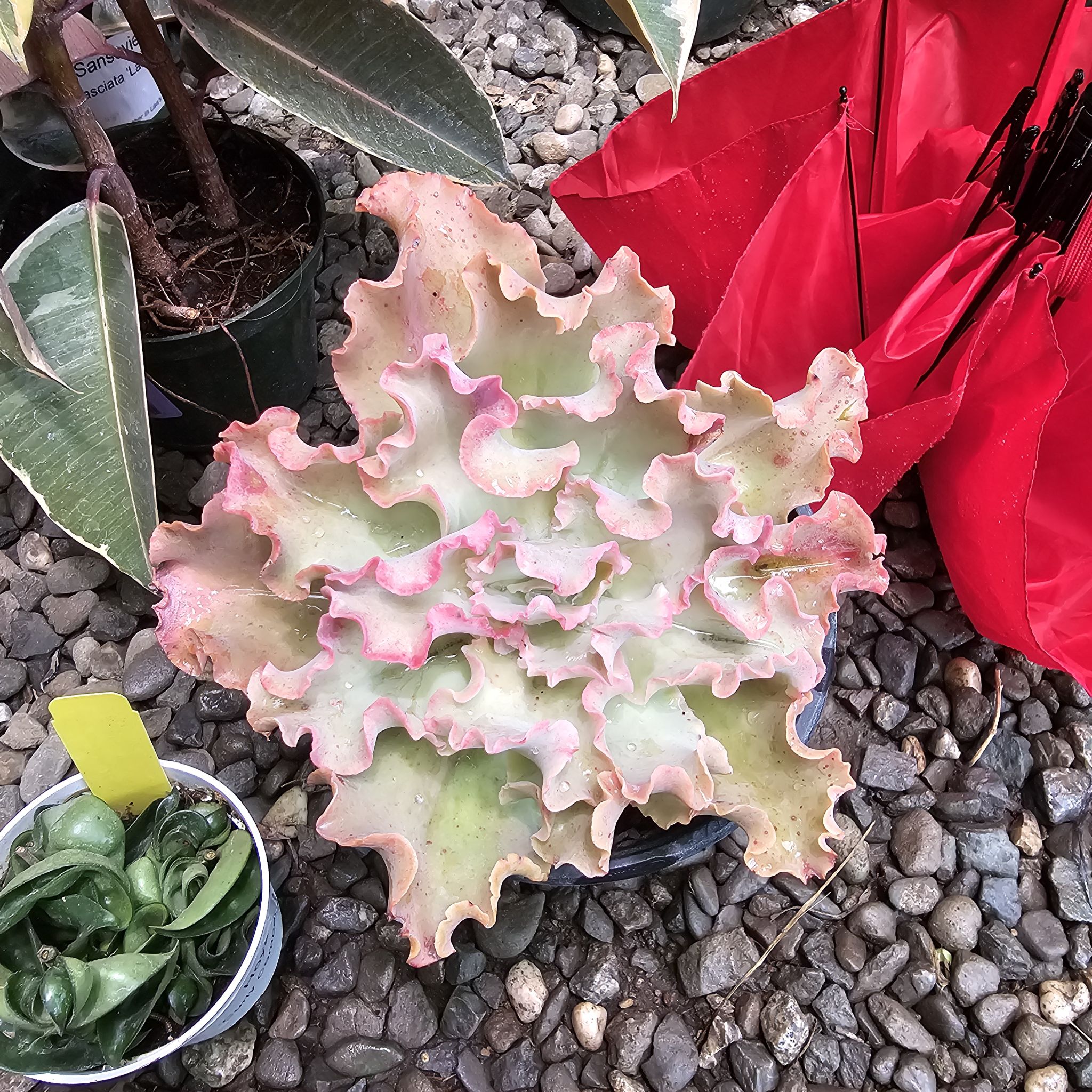 Photo of the plant species Echeveria 'First Lady' by @CeeSing named 32. First Lady on Greg, the plant care app