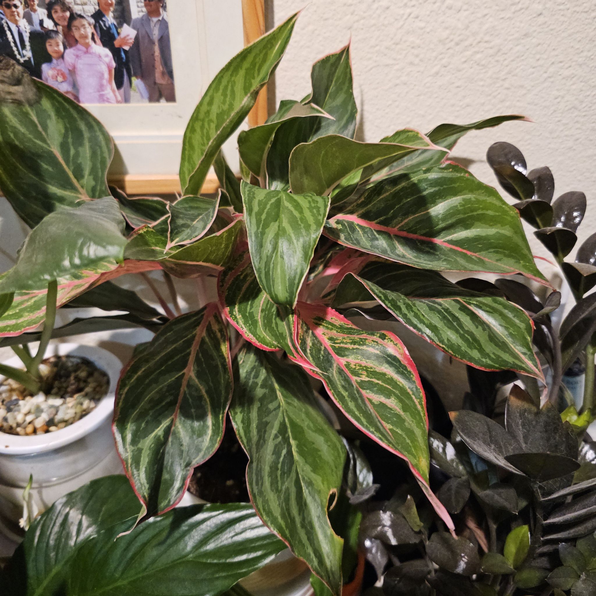 Photo of the plant species aglaonema moonstone by @CeeSing named 42. Moonstone on Greg, the plant care app