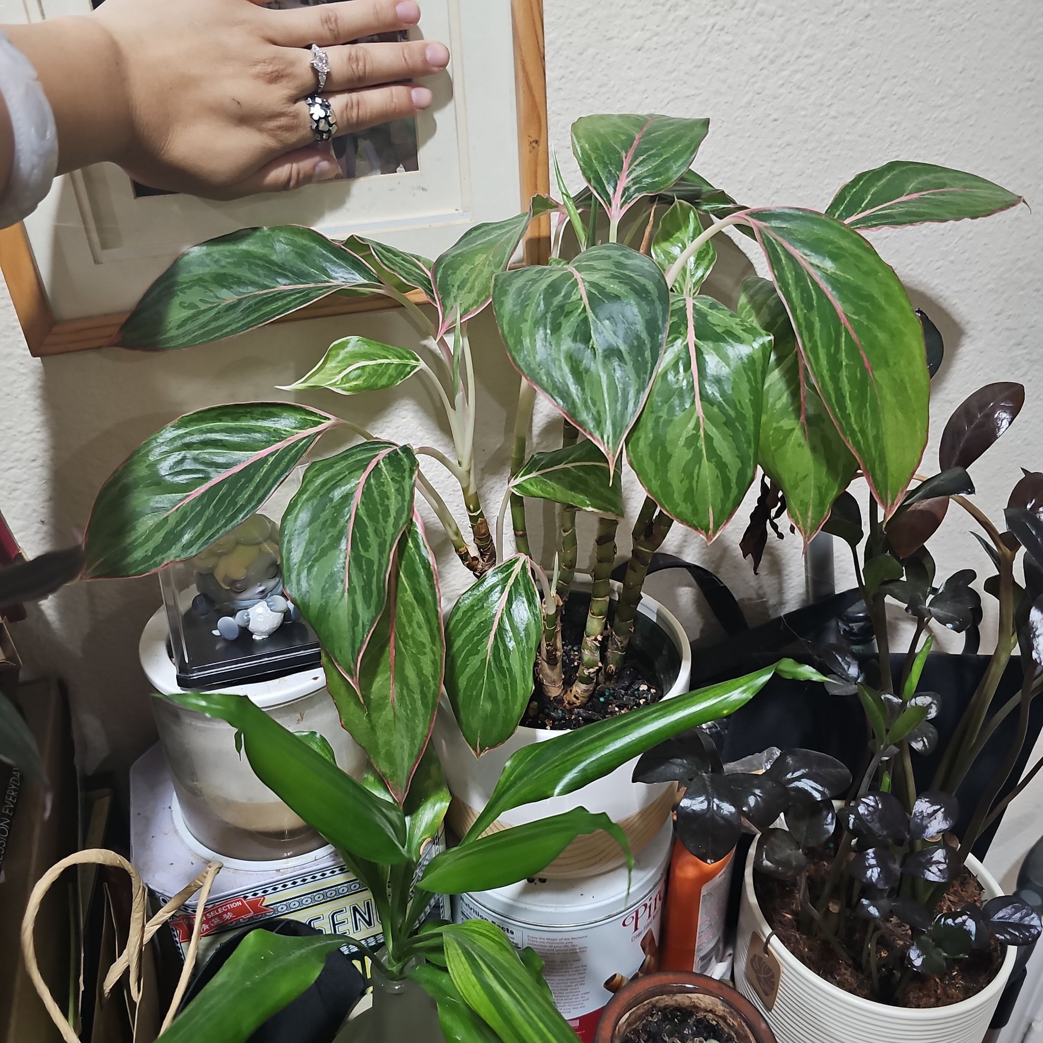 Photo of the plant species aglaonema moonstone by @CeeSing named 25. Moonstone on Greg, the plant care app