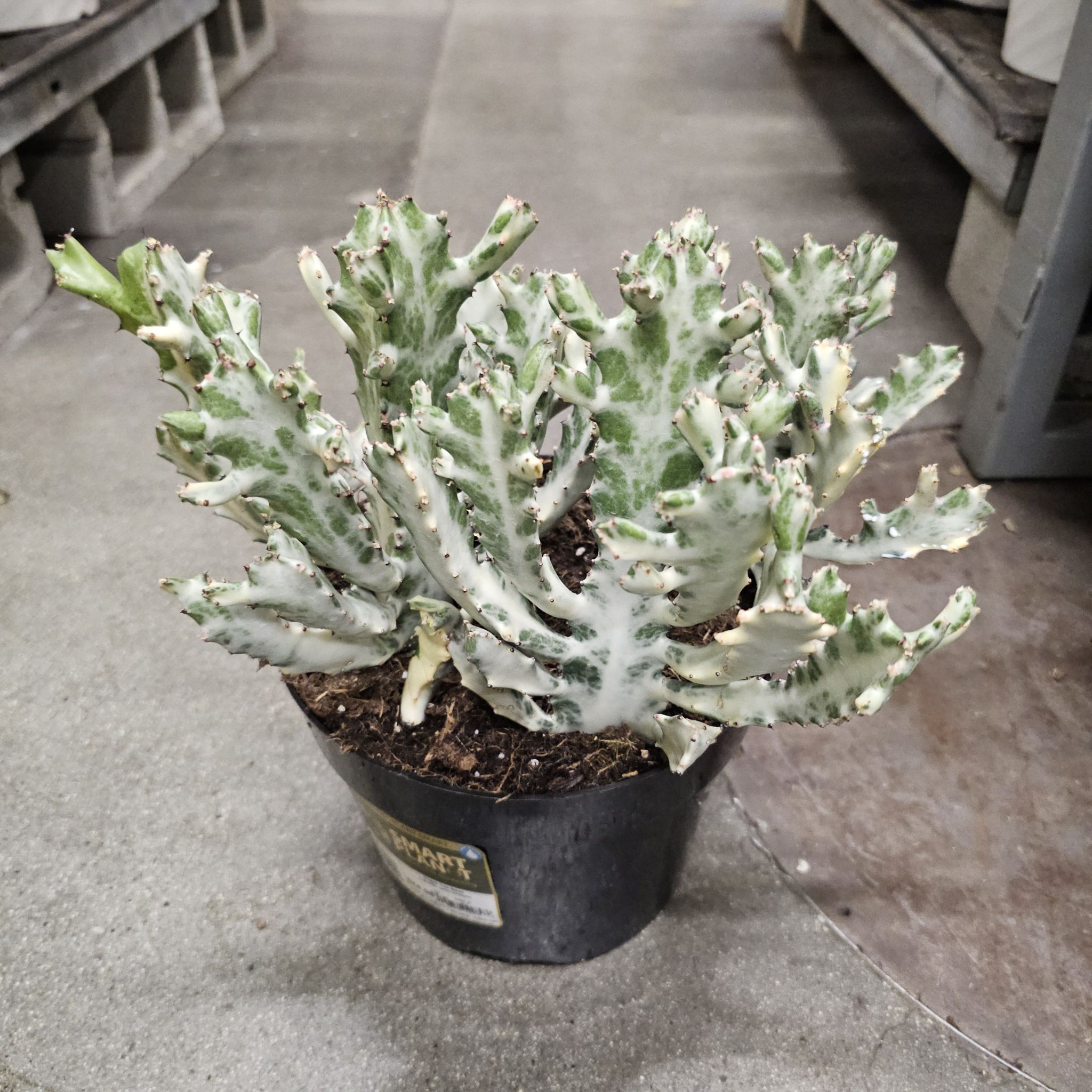 Photo of the plant species Dragon Bone by @CeeSing named 41. Samudrartha on Greg, the plant care app