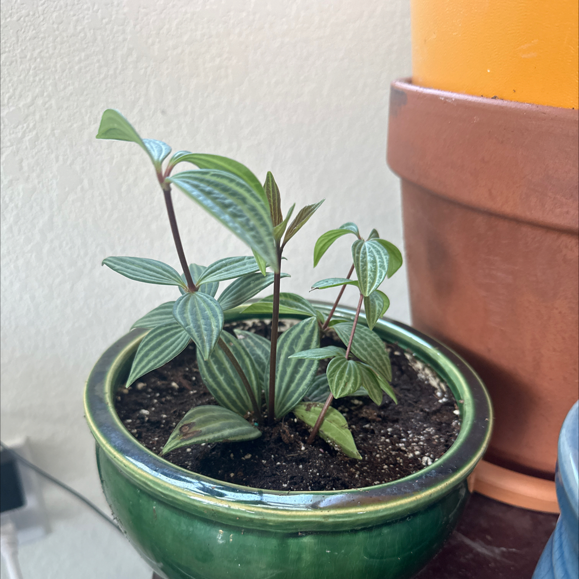 Photo of the plant species Pepperomia santorini by @WellsuitedRimu named Darwin on Greg, the plant care app