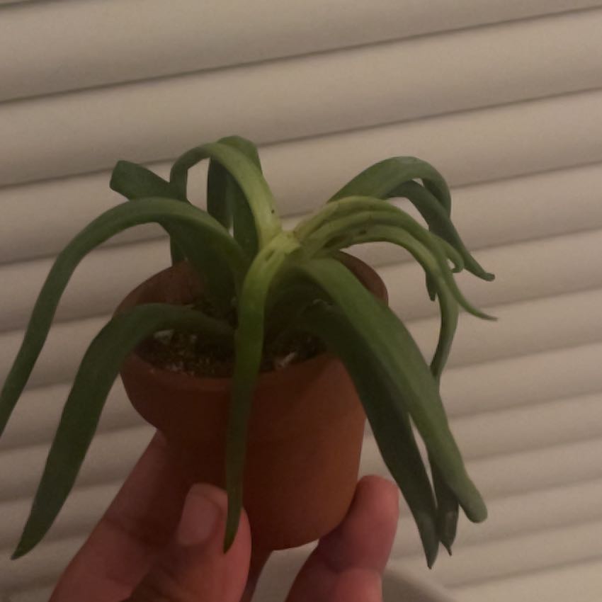 Photo of the plant species Dwarf Clone by @JauntyStonecrop named Michelle Growbama on Greg, the plant care app
