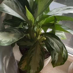 Chinese Evergreen plant