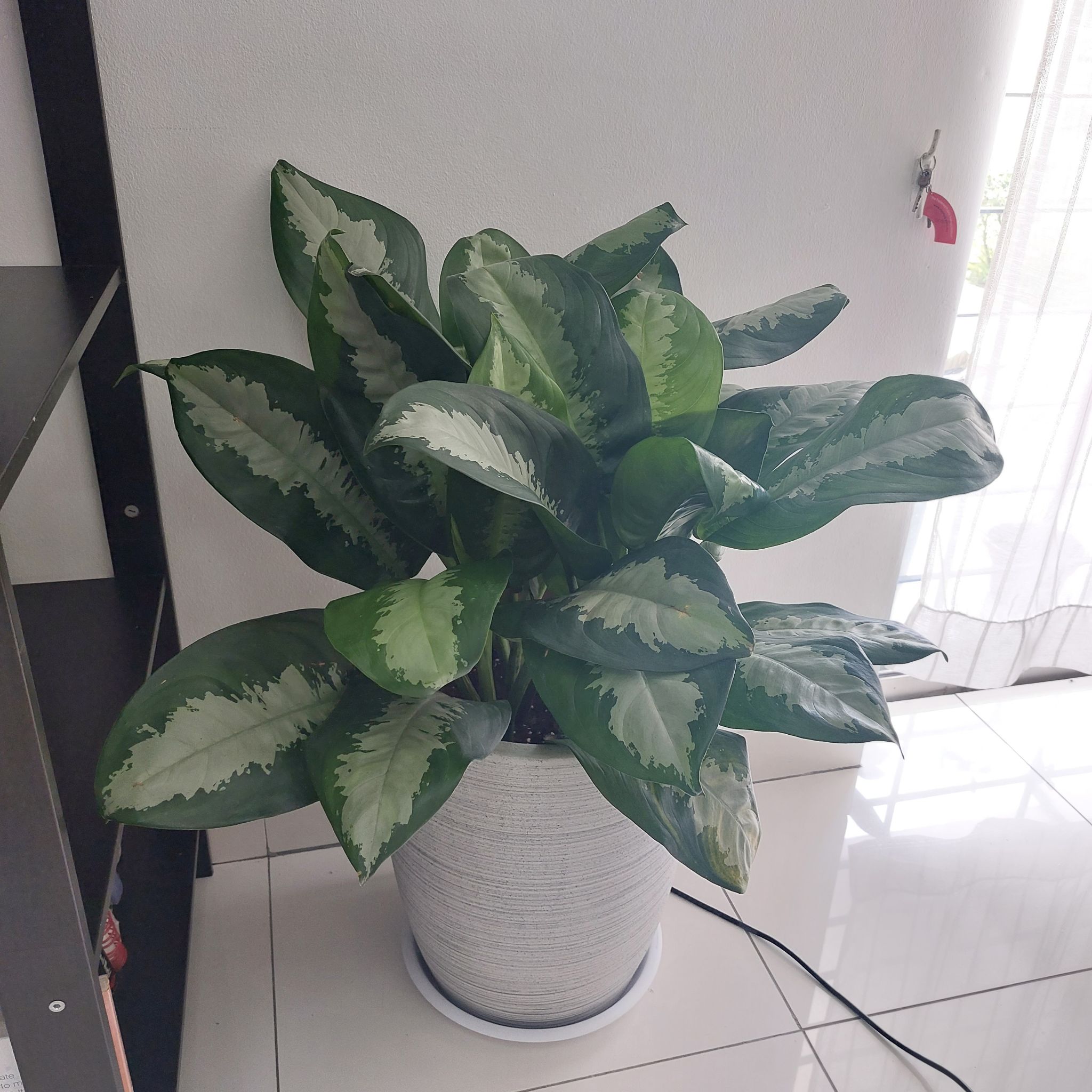 Dieffenbachia 'Memoria Corsii' plant in a white pot with vibrant green and white variegated leaves.
